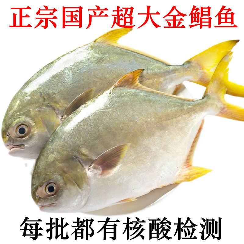 【今日特价】新鲜特大号金鲳鱼批发一箱肉鲳鱼平鱼白鲳鱼海鲜