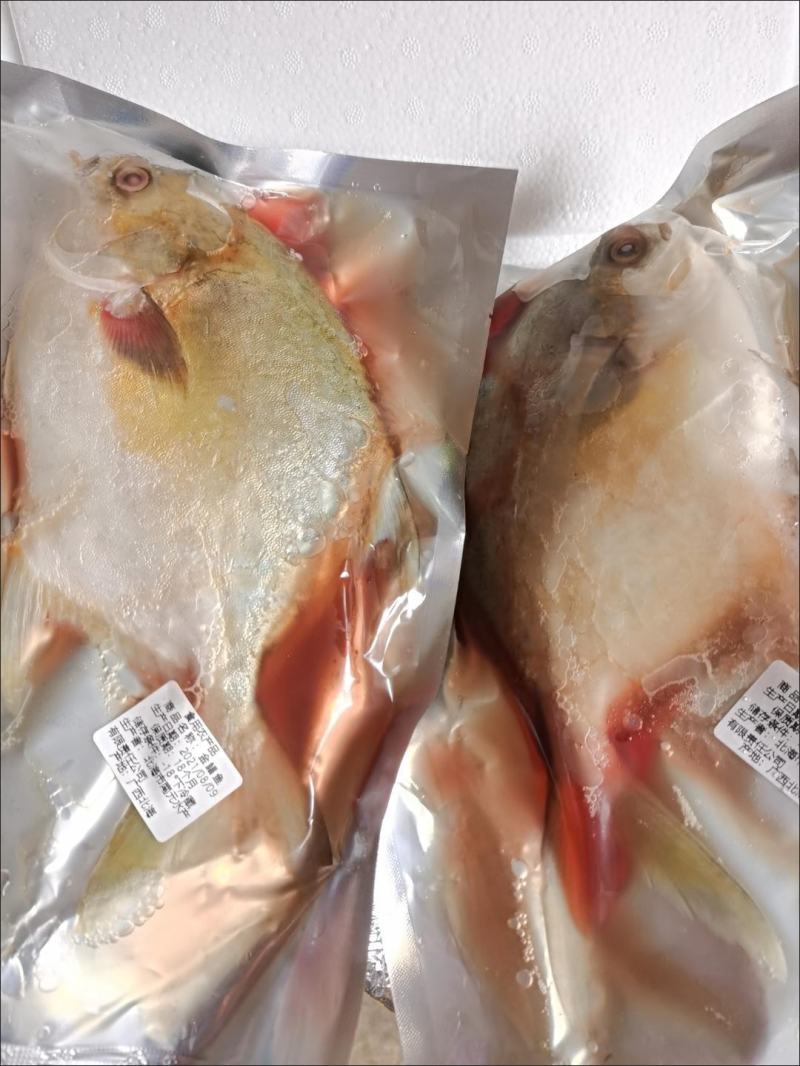 【今日特价】新鲜特大号金鲳鱼批发一箱肉鲳鱼平鱼白鲳鱼海鲜
