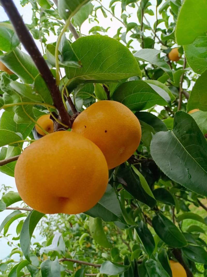 秋月梨树苗1年口感好产量高