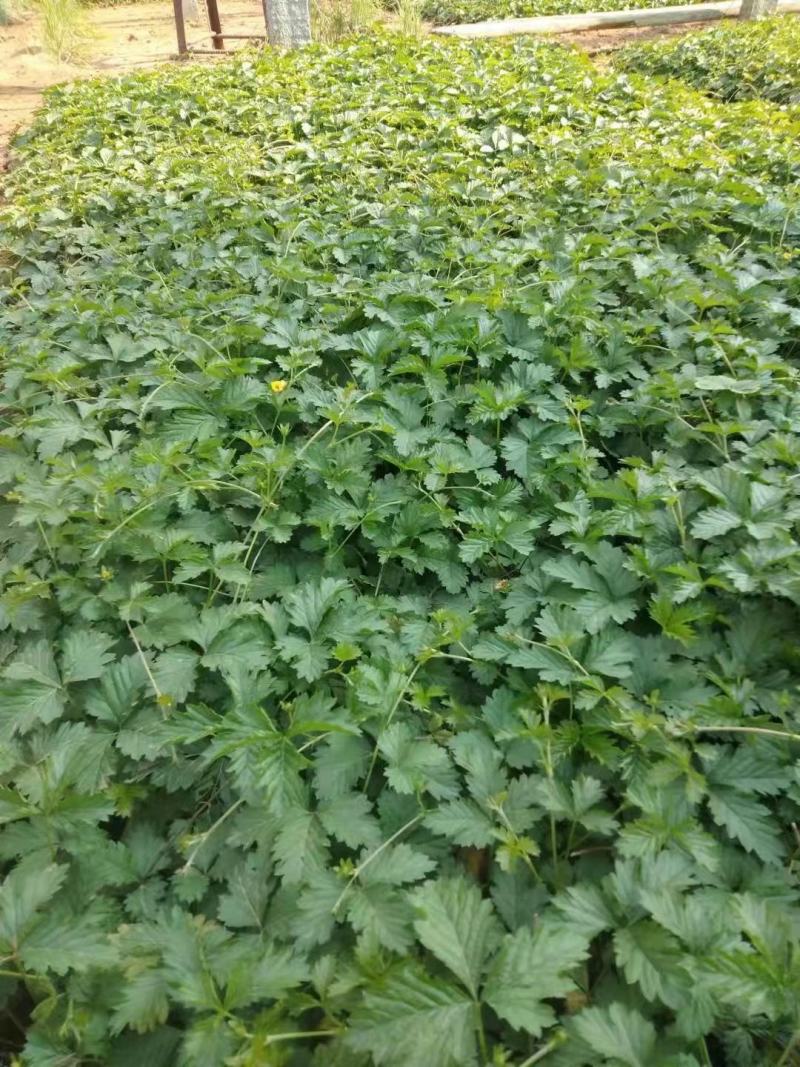 三叶委陵菜，大量有货，基地直发，一手货源充足