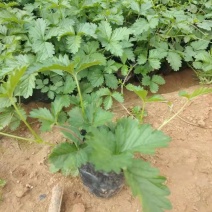 三叶委陵菜，大量有货，基地直发，一手货源充足