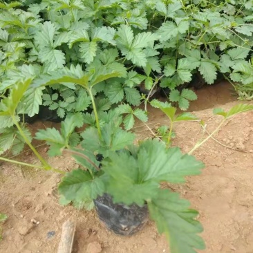 三叶委陵菜，大量有货，基地直发，一手货源充足