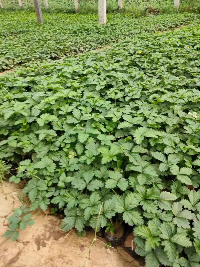 三叶委陵菜，大量有货，基地直发，一手货源充足