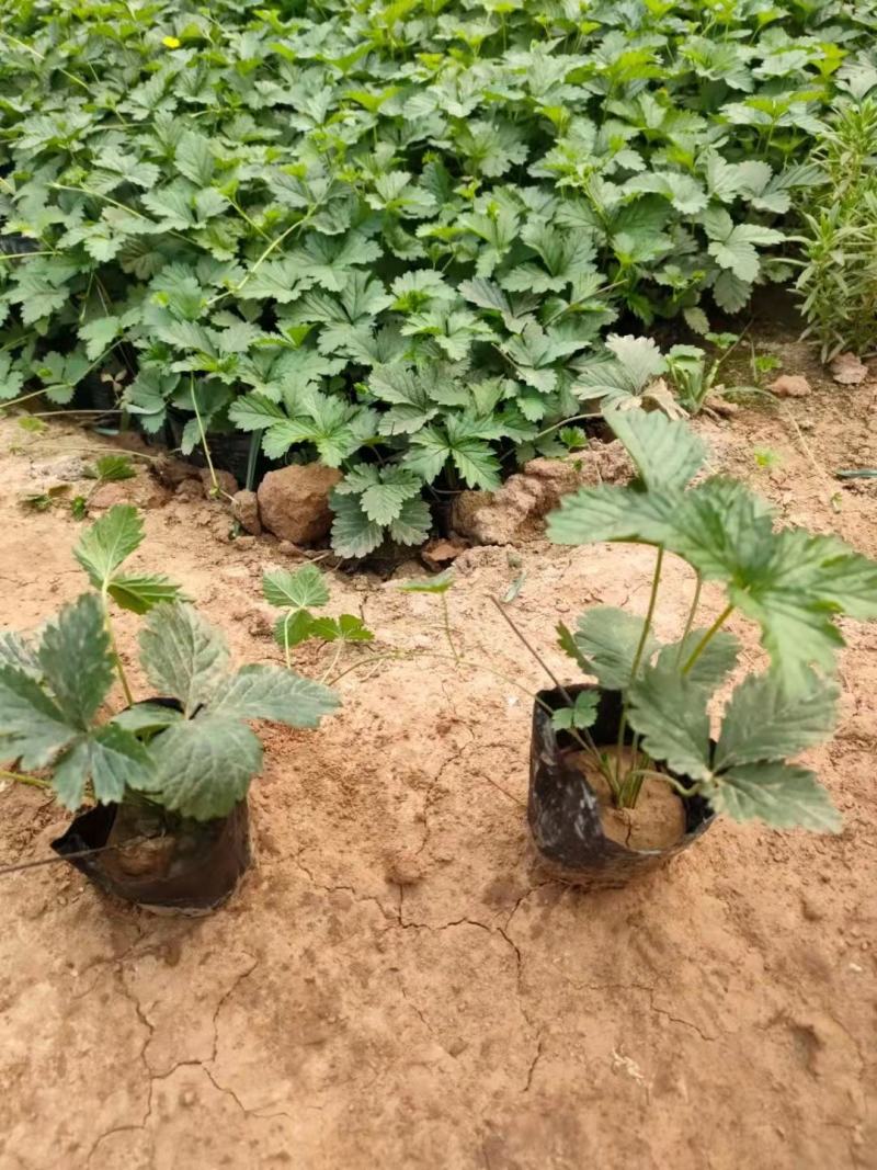 三叶委陵菜，大量有货，基地直发，一手货源充足
