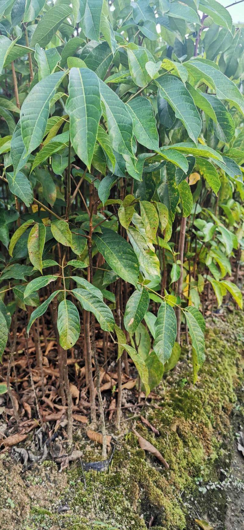 青橄榄实生苗嫁接苗甜种橄榄三捻橄榄袋苗杯苗