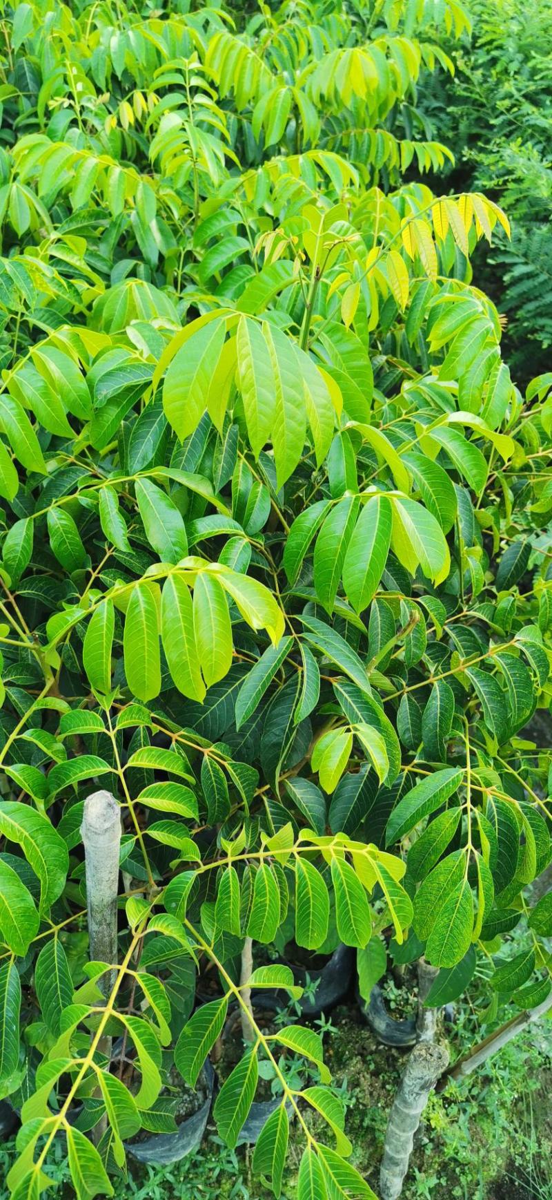 青橄榄实生苗嫁接苗甜种橄榄三捻橄榄袋苗杯苗
