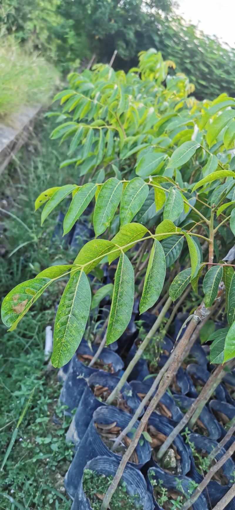 青橄榄实生苗嫁接苗甜种橄榄三捻橄榄袋苗杯苗