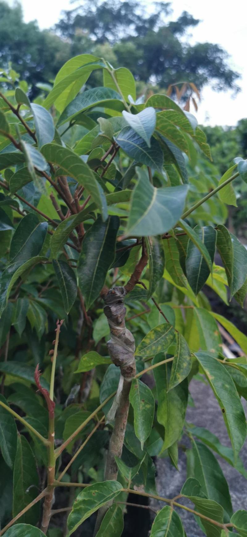 青橄榄实生苗嫁接苗甜种橄榄三捻橄榄袋苗杯苗