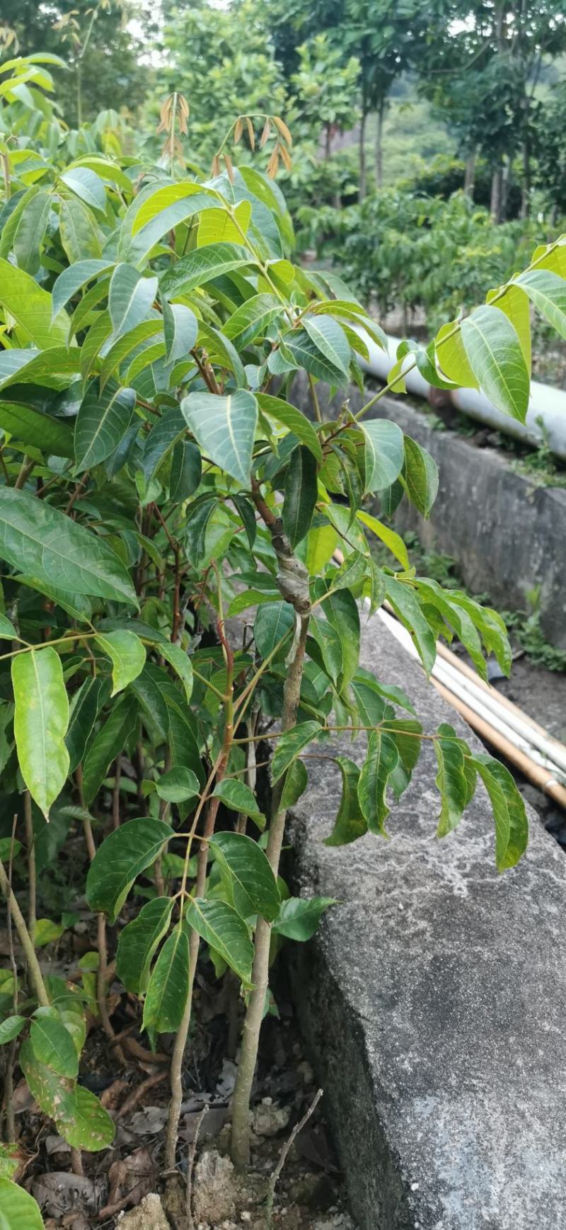 青橄榄实生苗嫁接苗甜种橄榄三捻橄榄袋苗杯苗