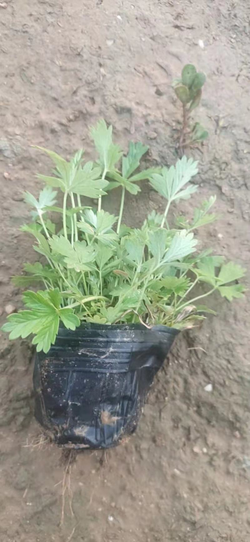 五叶委陵菜，一手货源，大量有货，基地直发