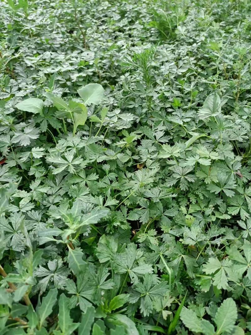 五叶委陵菜，一手货源，大量有货，基地直发