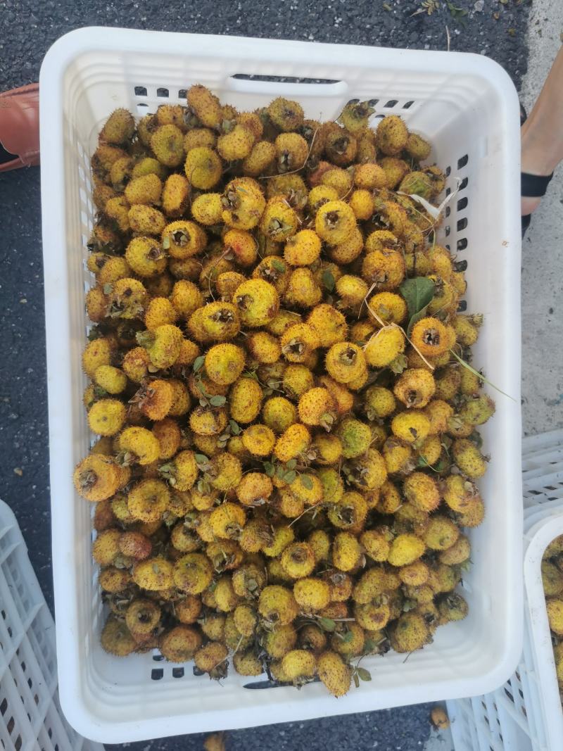 贵州野生刺梨果批发