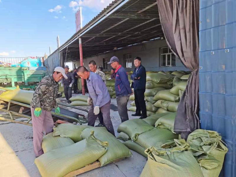 荞麦产区固阳乌兰武川粒大饱满欢迎实地考察