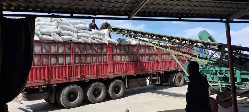 荞麦产区固阳乌兰武川粒大饱满欢迎实地考察