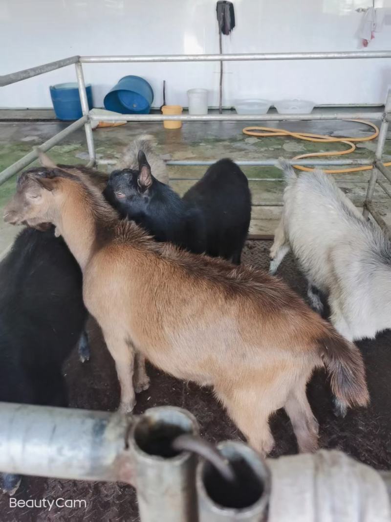 辽宁短毛山羊，杀肉，公羊，母羊，小烤全羊