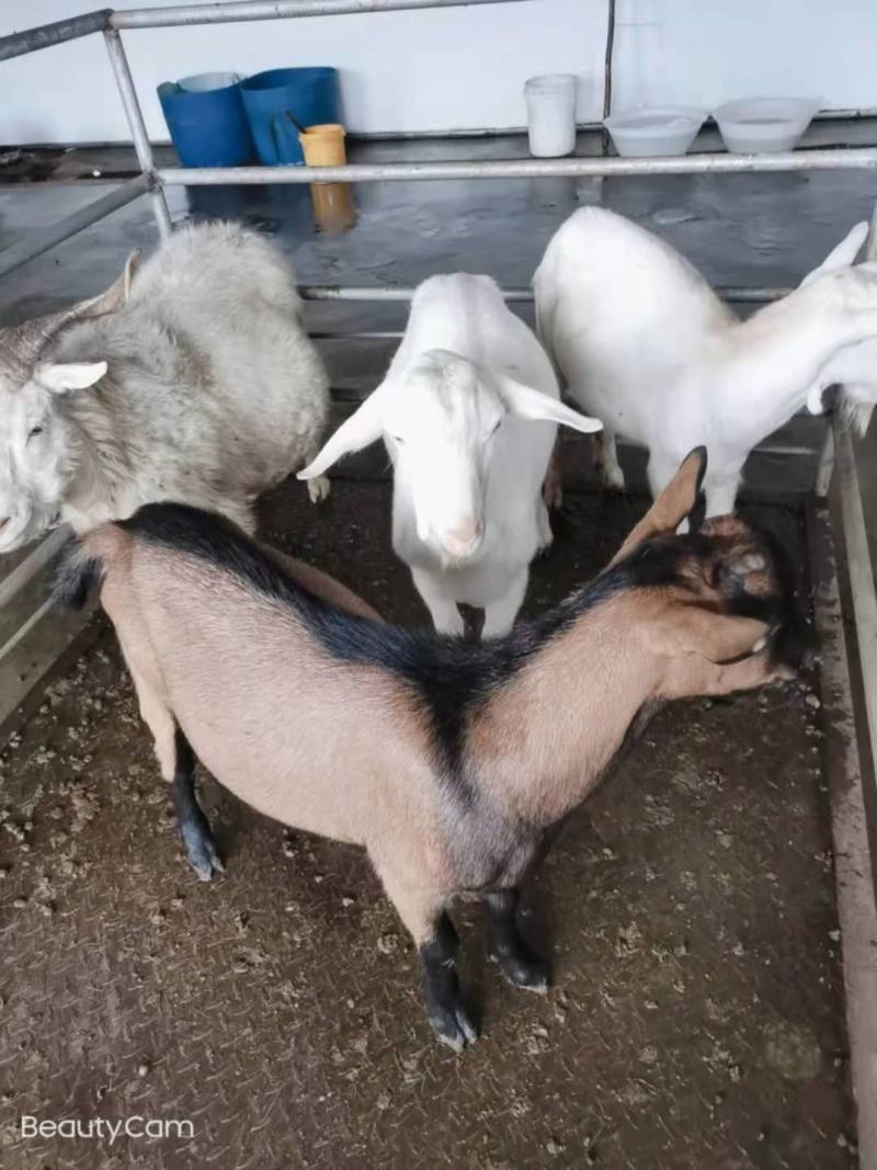 辽宁短毛山羊，杀肉，公羊，母羊，小烤全羊