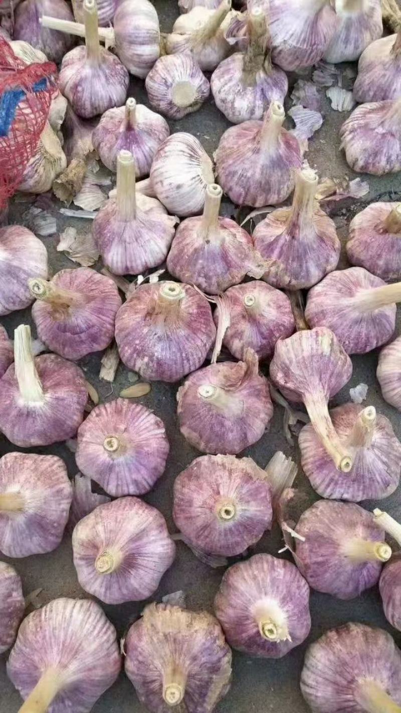 出售热唔大蒜50顿