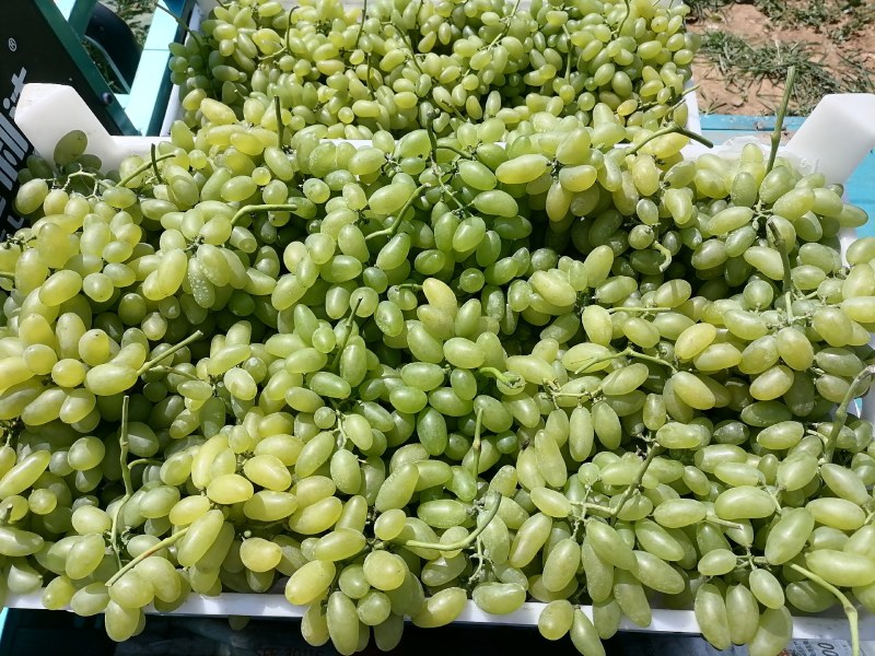 龙口套袋金手指葡萄大量有货