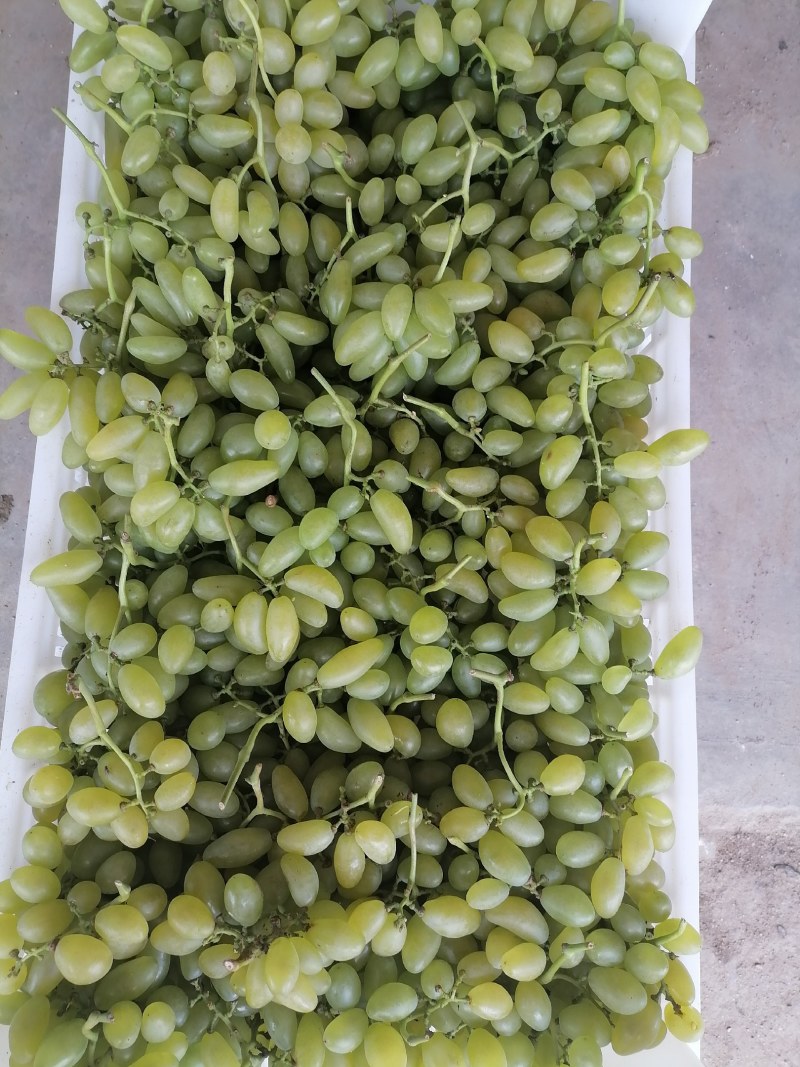 龙口套袋金手指葡萄大量有货