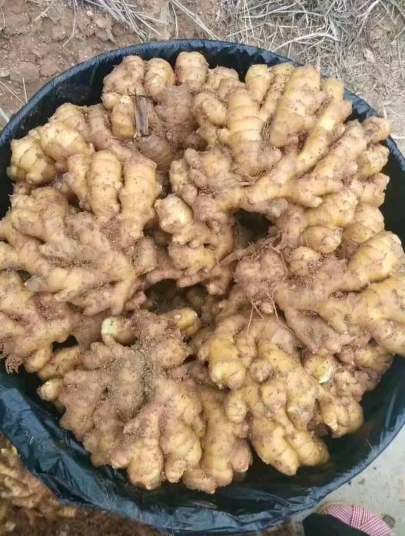 【推荐】小黄姜量大质优价格便宜【辣味足块头大版型好】