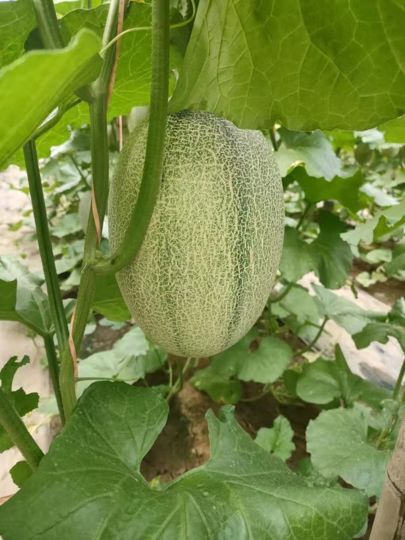 河北饶阳温室的冷棚的小蜜25口感甜度高，持续时间长！