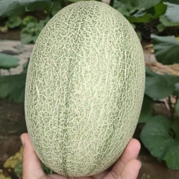 河北饶阳温室的冷棚的小蜜25口感甜度高，持续时间长！