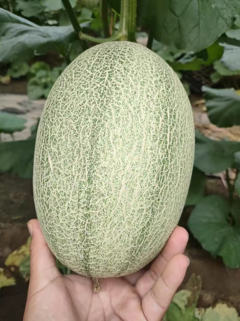 河北饶阳温室的冷棚的小蜜25口感甜度高，持续时间长！