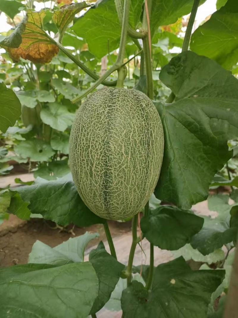 河北饶阳温室的冷棚的小蜜25口感甜度高，持续时间长！