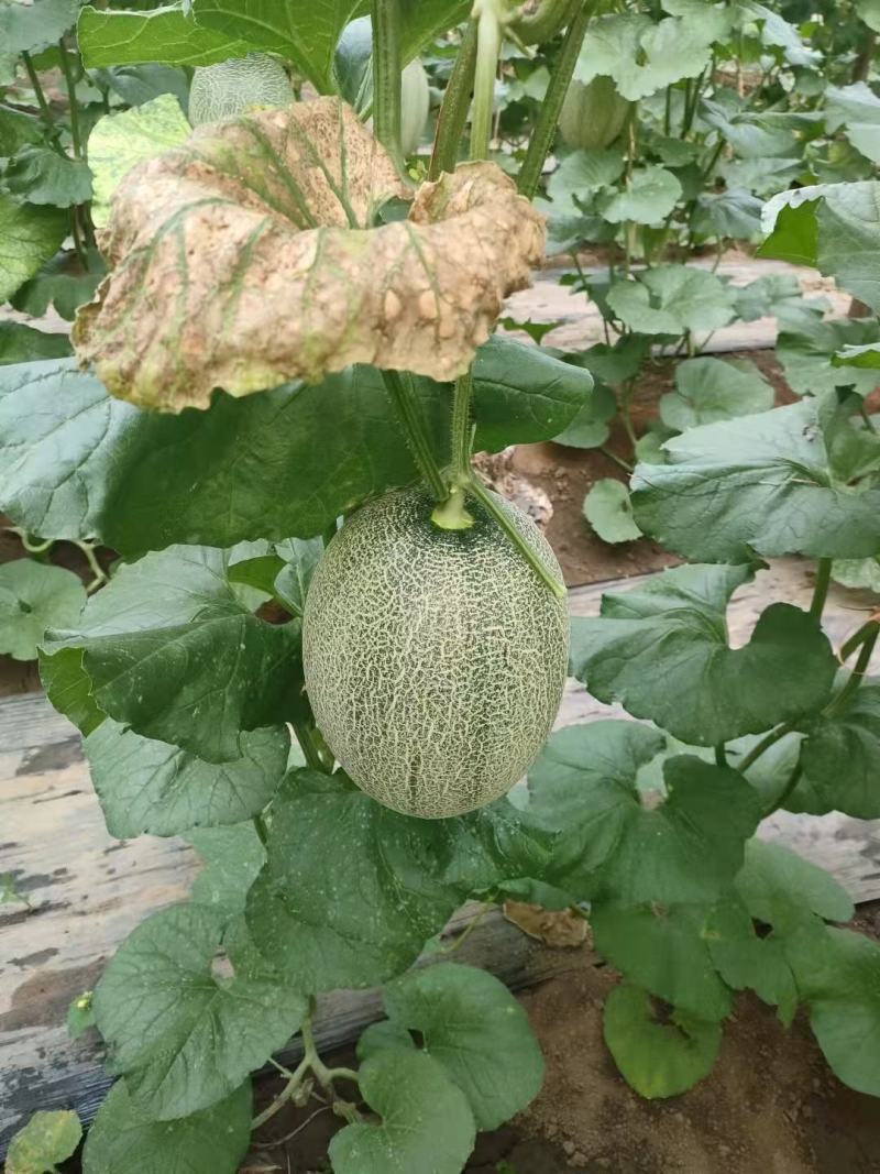 河北饶阳温室的冷棚的小蜜25口感甜度高，持续时间长！