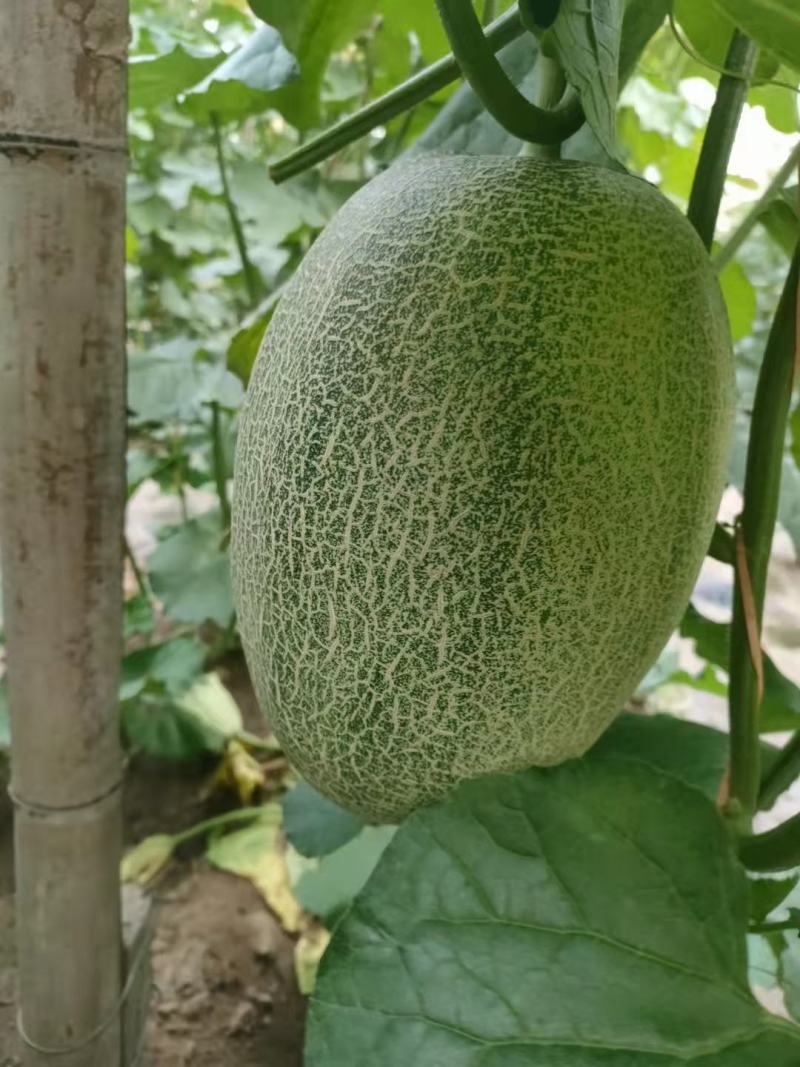 河北饶阳温室的冷棚的小蜜25口感甜度高，持续时间长！