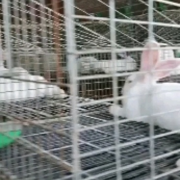 种兔，伊拉肉兔
