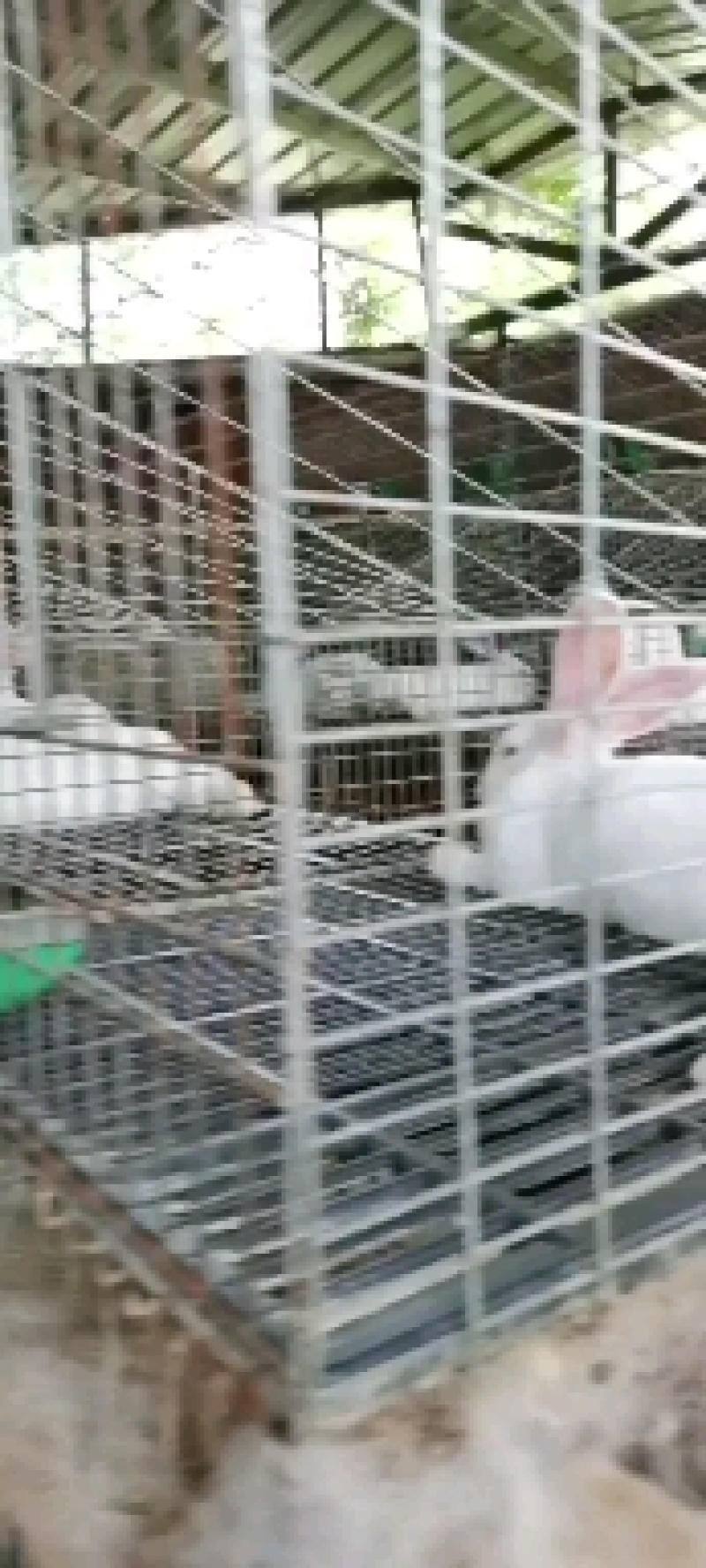 种兔，伊拉肉兔