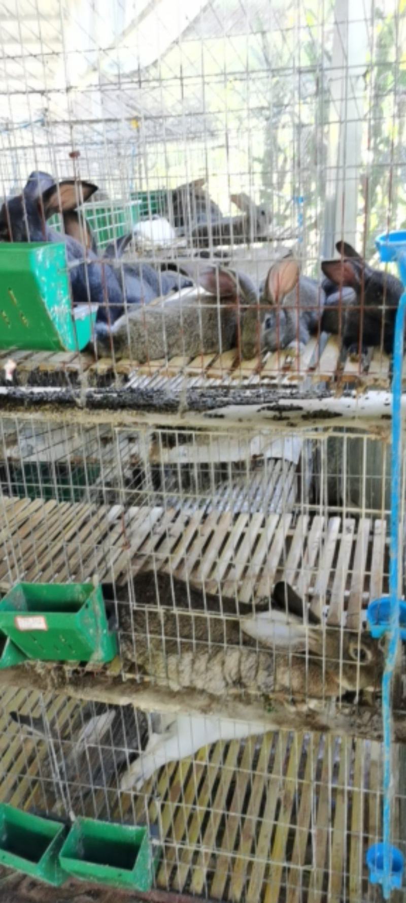 种兔，伊拉肉兔