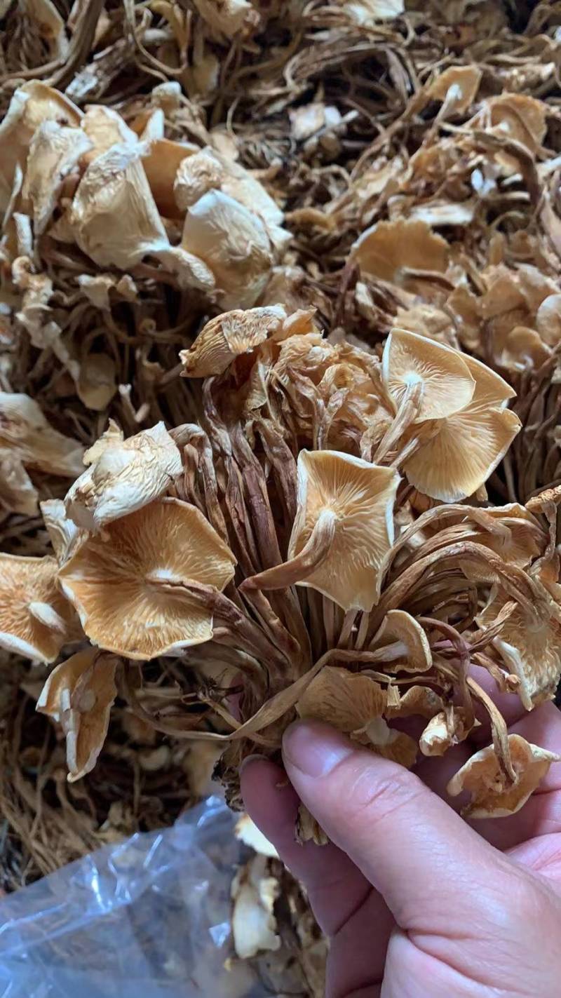金针菇茶树菇干货一件40斤纸箱包装量大从优