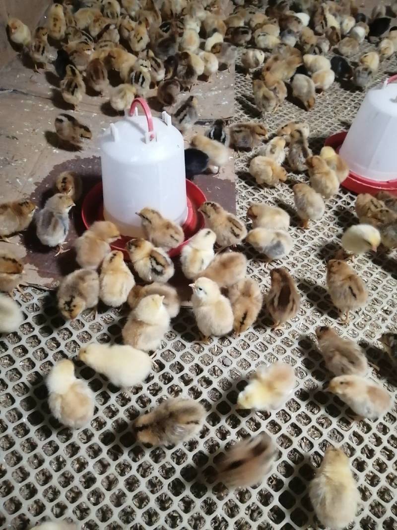 散养柴鸡，土鸡，跑地鸡，溜达鸡，正宗散养自然生长，无药残