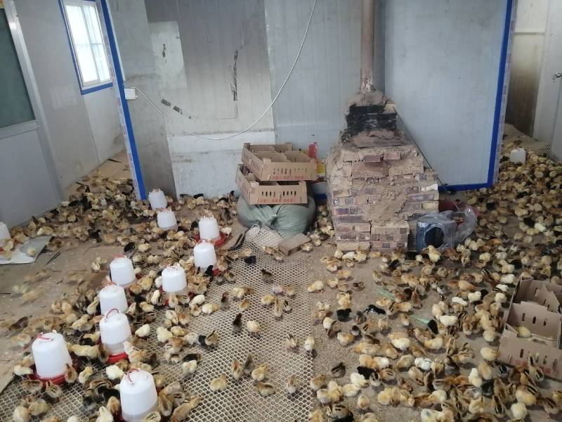 散养柴鸡，土鸡，跑地鸡，溜达鸡，正宗散养自然生长，无药残