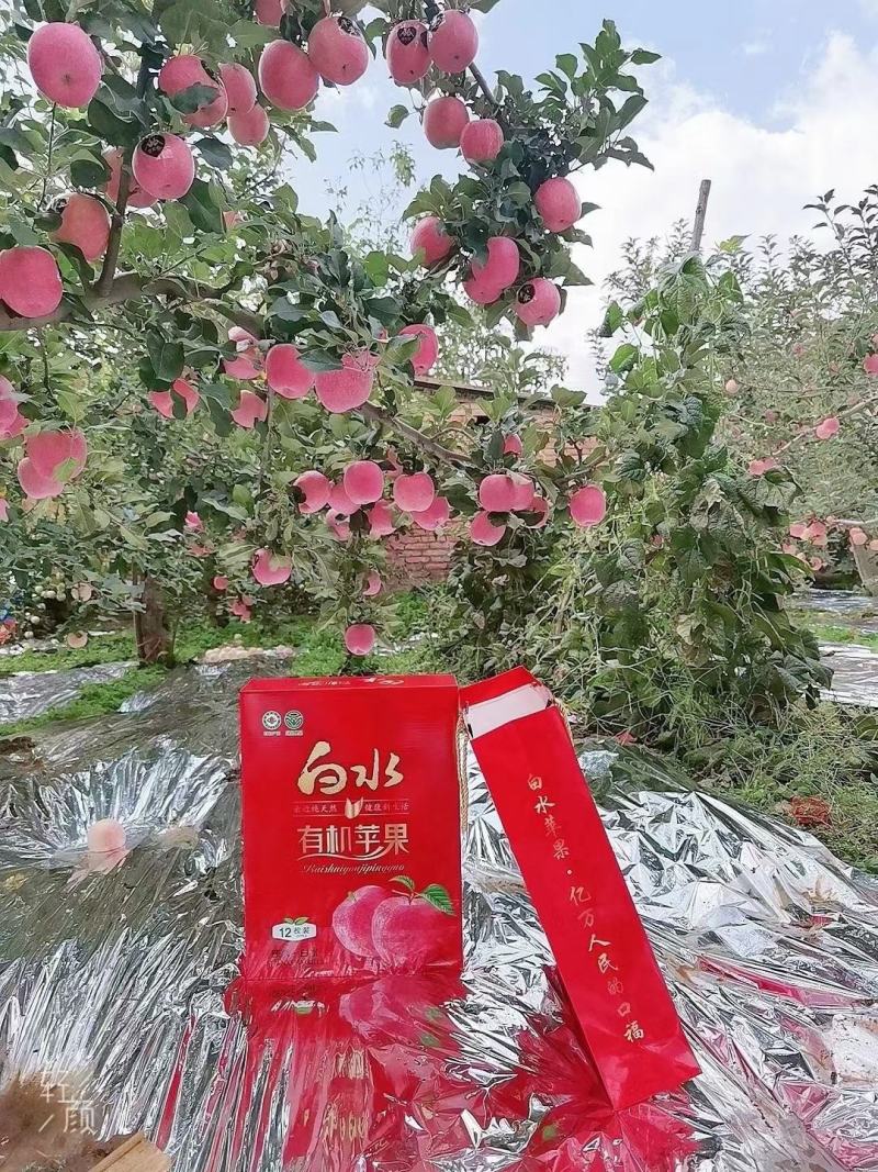 白水红富士