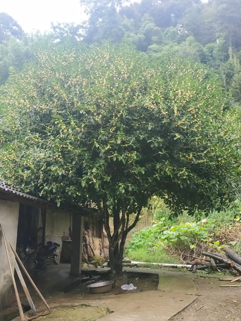 大量优质桂花树，需要的联系。