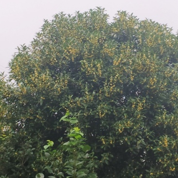 大量优质桂花树，需要的联系。