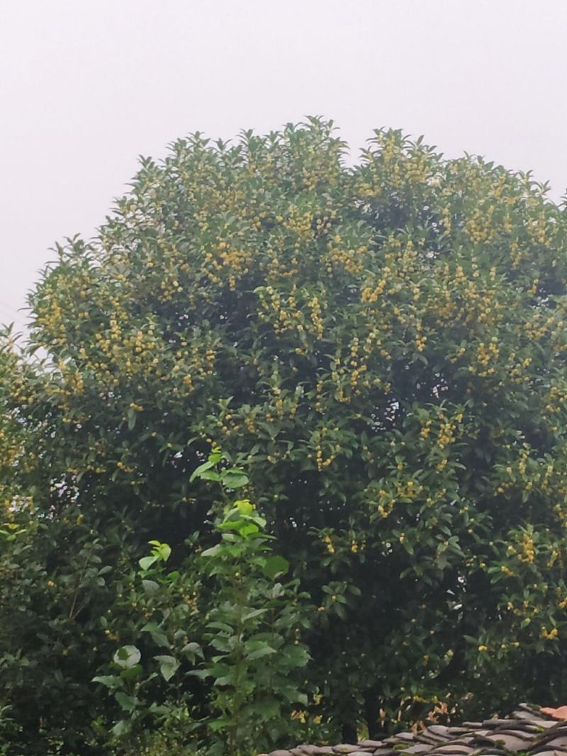 大量优质桂花树，需要的联系。