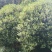 大量优质桂花树，需要的联系。