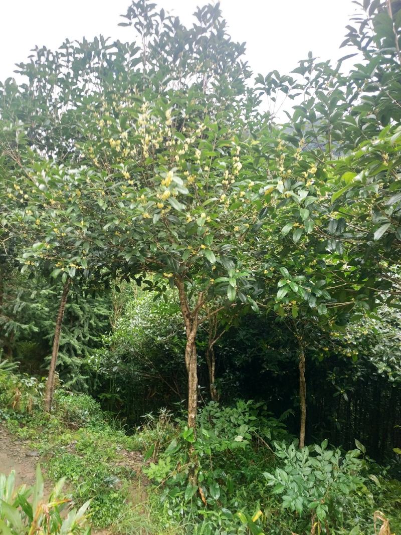 大量优质桂花树，需要的联系。