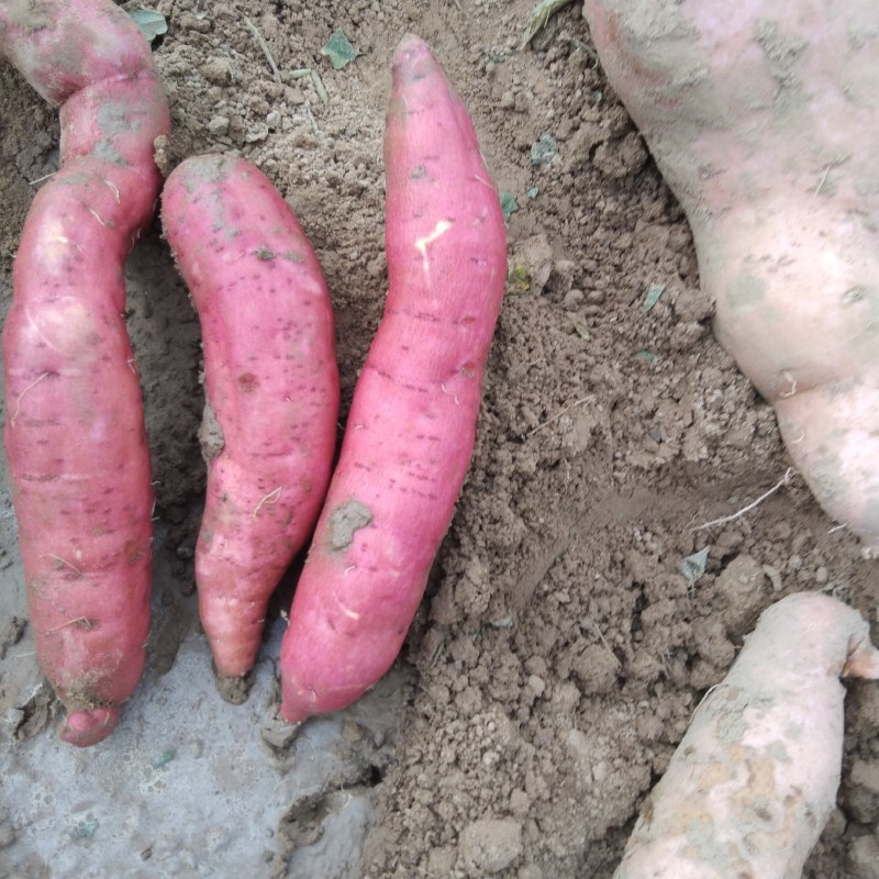 沙地西瓜红，有机种植绿色无公害食品，种植面积大