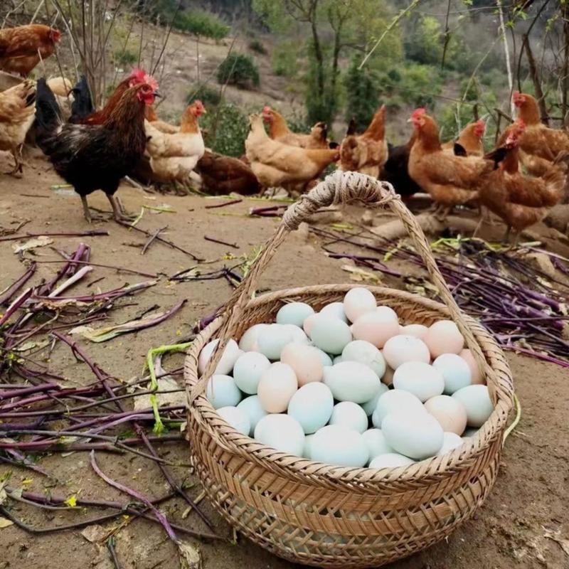精品初生蛋土鸡蛋柴鸡蛋供应稳定全国发货养殖场直供