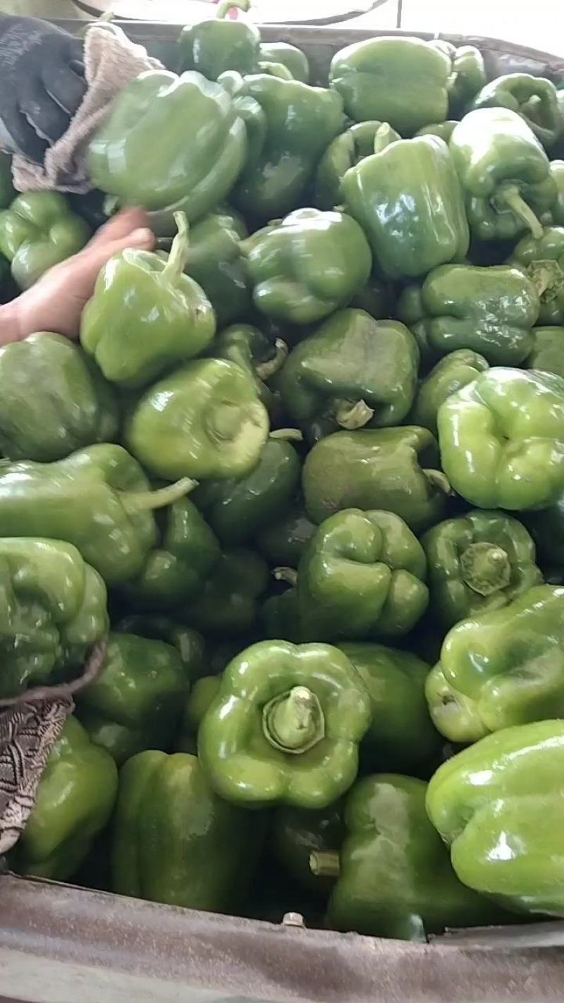 圆椒