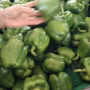 圆椒