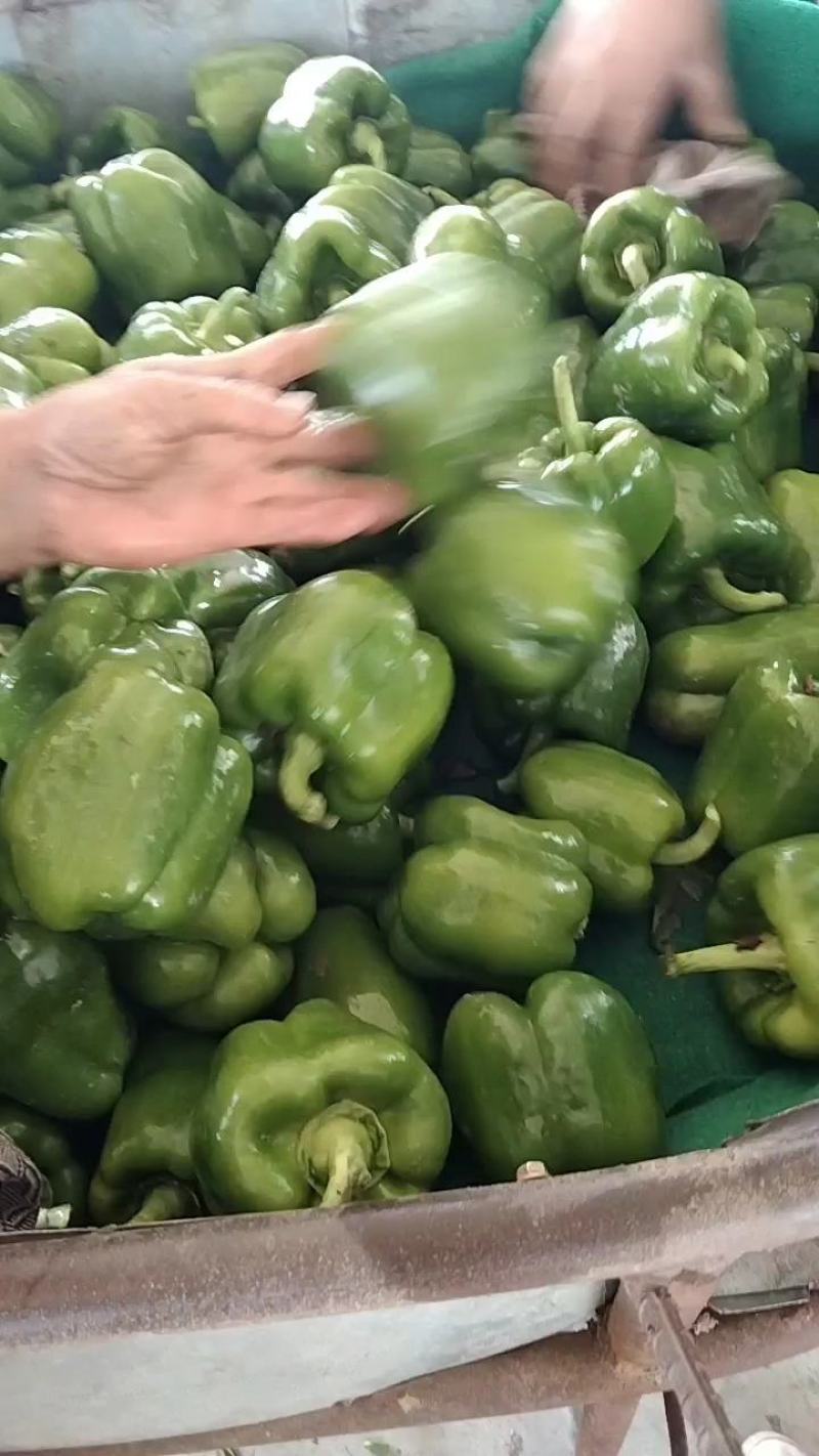 圆椒