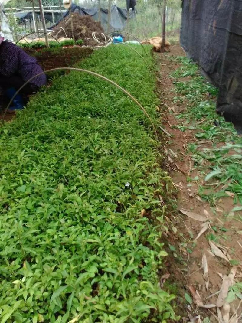 双色茉莉扦插小苗，绿化工程小苗，大量供应中，基地自种