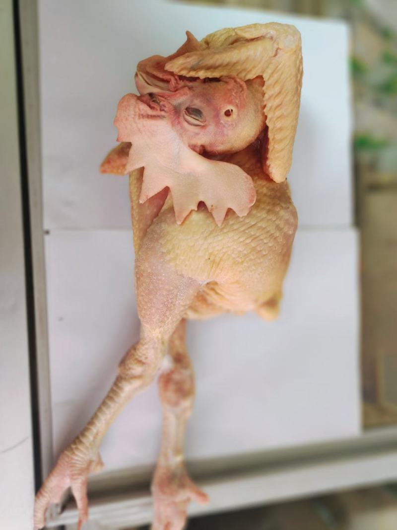 老母鸡，麻公鸡，乌鸡