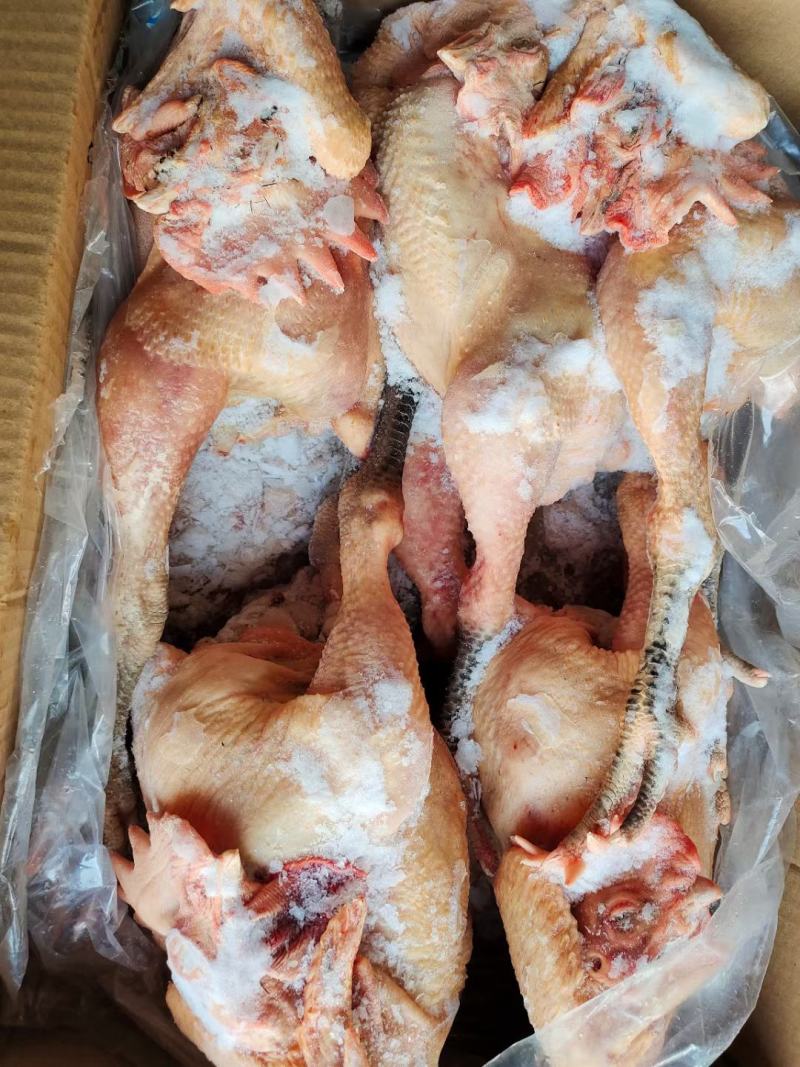 老母鸡，麻公鸡，乌鸡